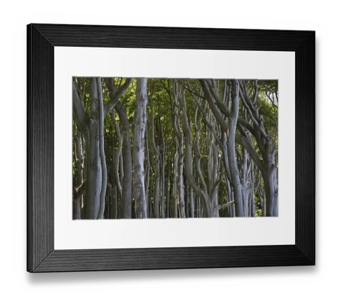 Framed Print : Beech forest (Fagus sylvatica) Framed Print : Beech forest (Fagus sylvatica)