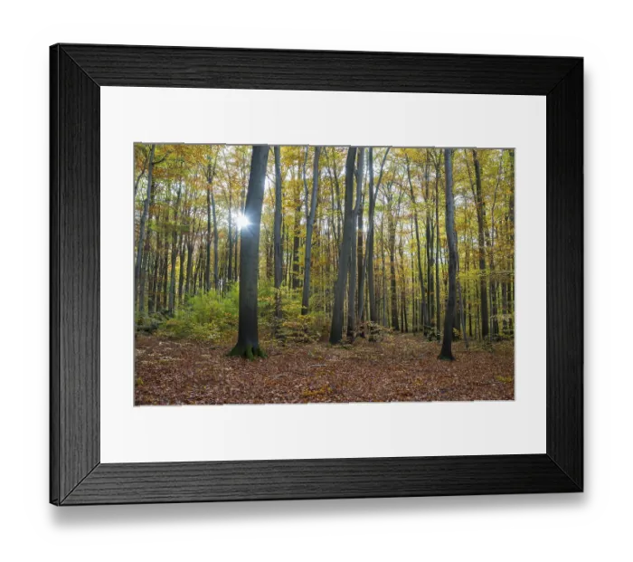 Framed Print : European beech forest, common beeches (Fagus sylvatica) in autumn