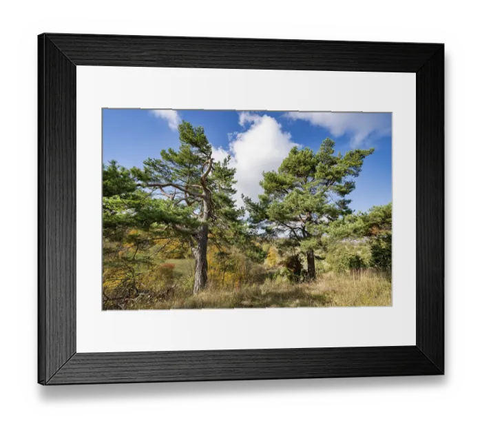 Framed Print : Common pines (Pinus sylvestris)