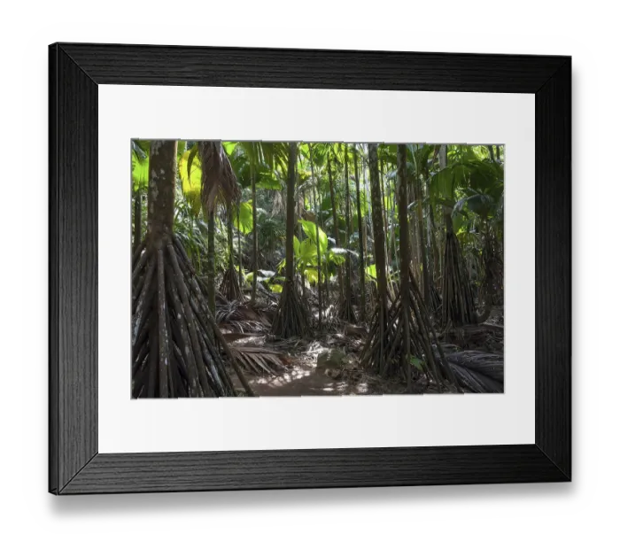 Framed Print : Vegetation in the Vallee de Mai National Park Framed Print : Vegetation in the Vallee de Mai National Park