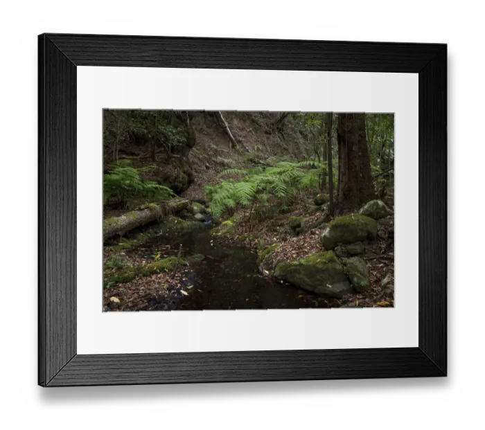 Framed Print : Cloud forest, laurel forest, Garajonay National Park