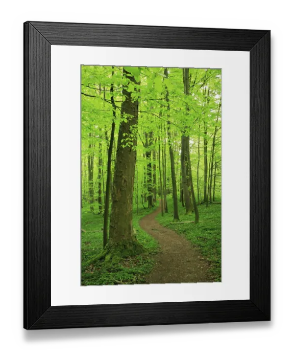 Framed Print : Hiking trail winds through near-natural beech forest in spring Framed Print : Hiking trail winds through near-natural beech forest in spring
