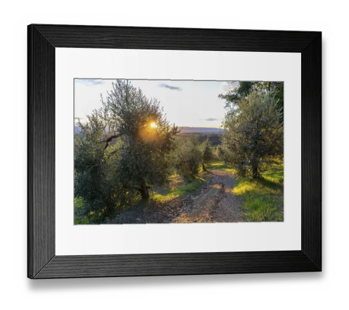 Framed Print : Path through an olive grove at sunrise Framed Print : Path through an olive grove at sunrise