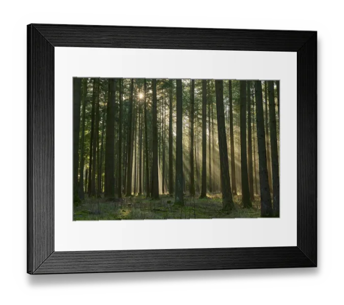 Framed Print : Sunbeams, coniferous forest, fog Framed Print : Sunbeams, coniferous forest, fog