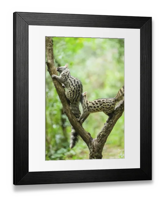 Framed Print : Common genet (Genetta genetta)