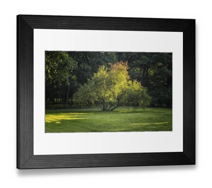 Framed Print : Solitary spreading tree lit by the evening sun in the park Framed Print : Solitary spreading tree lit by the evening sun in the park