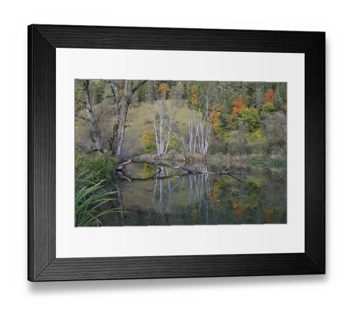 Framed Print : Willows (Salix), autumn colouring Framed Print : Willows (Salix), autumn colouring