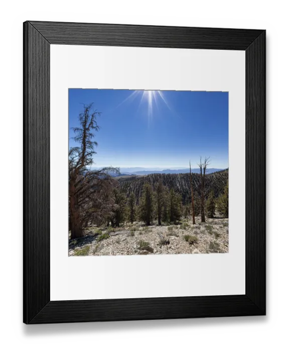 Framed Print : Protected area Ancient Bristlecone Pine Forest