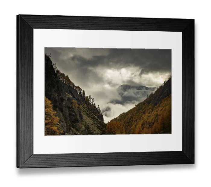 Framed Print : Autumn larch (Larix) forest in mountain landscape Framed Print : Autumn larch (Larix) forest in mountain landscape