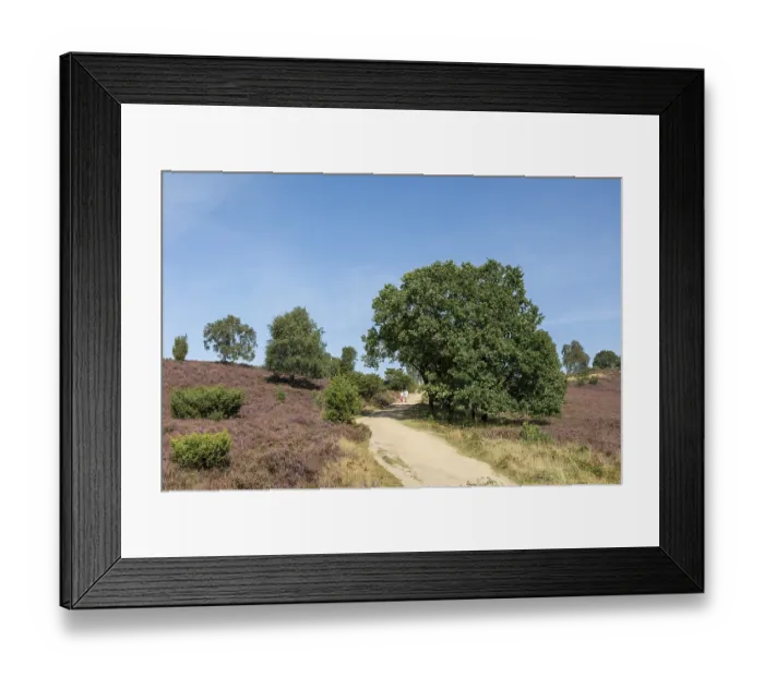 Framed Print : Heather blossom, trees, path, walker Framed Print : Heather blossom, trees, path, walker