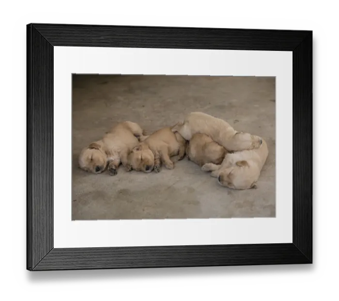 Framed Print : Three-week-old Golden Retriever puppies (Canoidea)