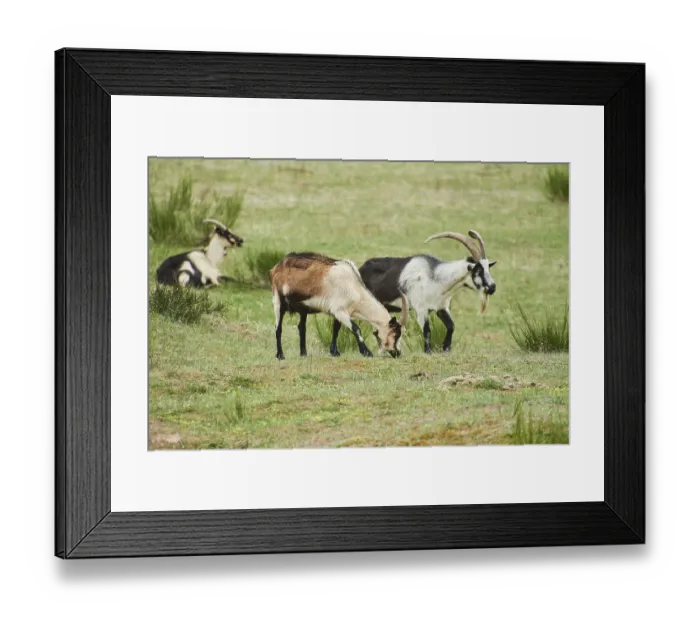 Framed Print : Pygmy goat (Capra hircus), Bavaria Framed Print : Pygmy goat (Capra hircus), Bavaria