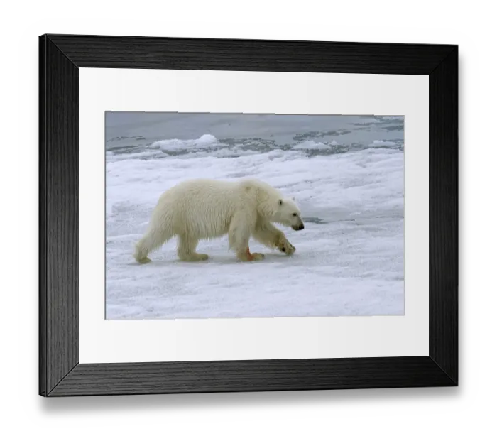 Framed Print : Polar bear (Ursus maritimus), female walking on pack ice Framed Print : Polar bear (Ursus maritimus), female walking on pack ice