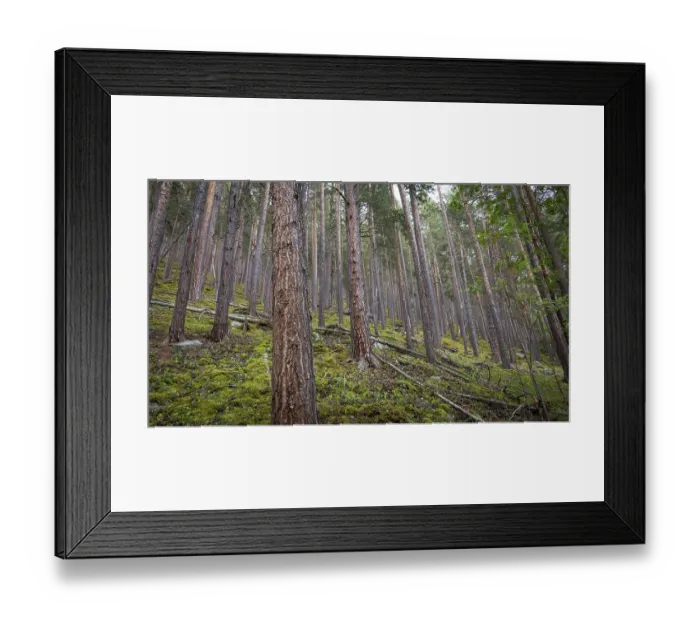 Framed Print : Dense pine forest with moss-covered ground and towering tree trunks
