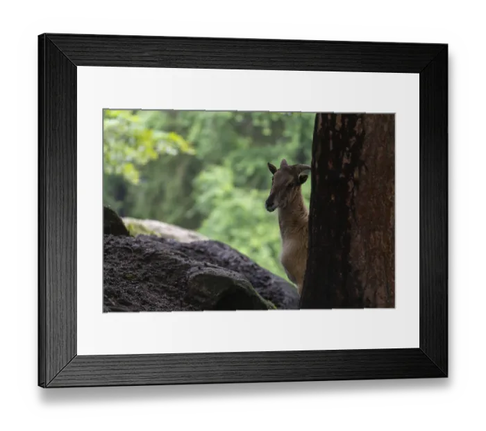 Framed Print : A female Himalayan tahr (Hemitragus jemlahicus) stands hidden behind a tree at a forest edge