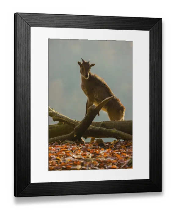 Framed Print : A female Himalayan tahr (Hemitragus jemlahicus) stands backlit on a fallen tree at a forest edge Framed Print : A female Himalayan tahr (Hemitragus jemlahicus) stands backlit on a fallen tree at a forest edge