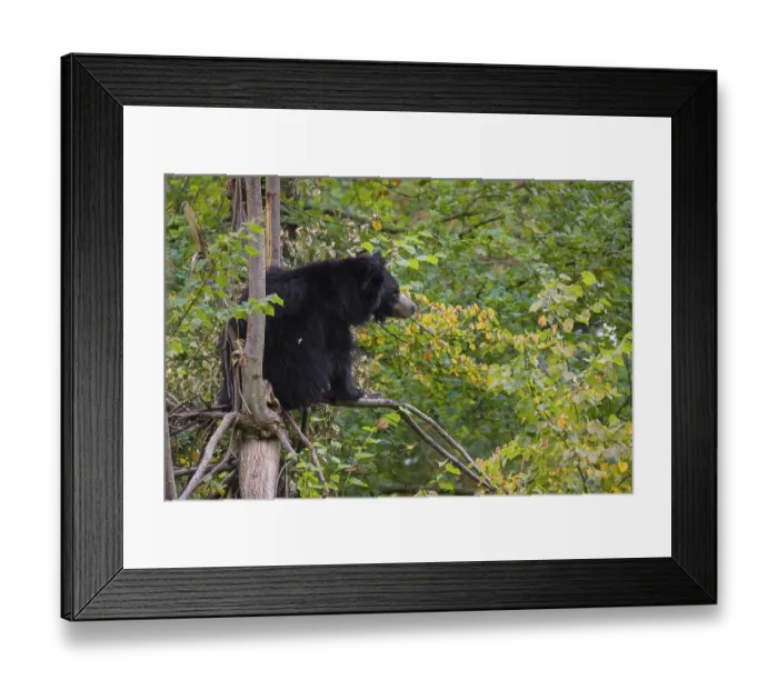 Framed Print : A sloth bear (Melursus ursinus) sits high up in a tree in a forest Framed Print : A sloth bear (Melursus ursinus) sits high up in a tree in a forest