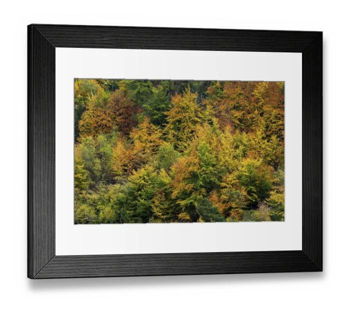 Framed Print : Colourful autumn forest, autumn