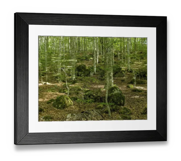 Framed Print : Beech forest with boulders, beech trees (Fagus) on Monte Amiata Framed Print : Beech forest with boulders, beech trees (Fagus) on Monte Amiata