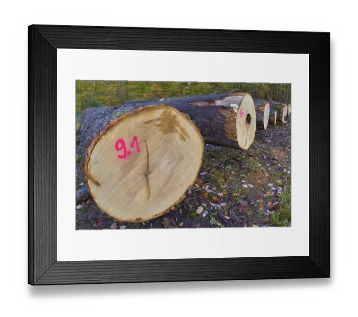 Framed Print : Oak tree trunks in autumn forest marked with pink numbers