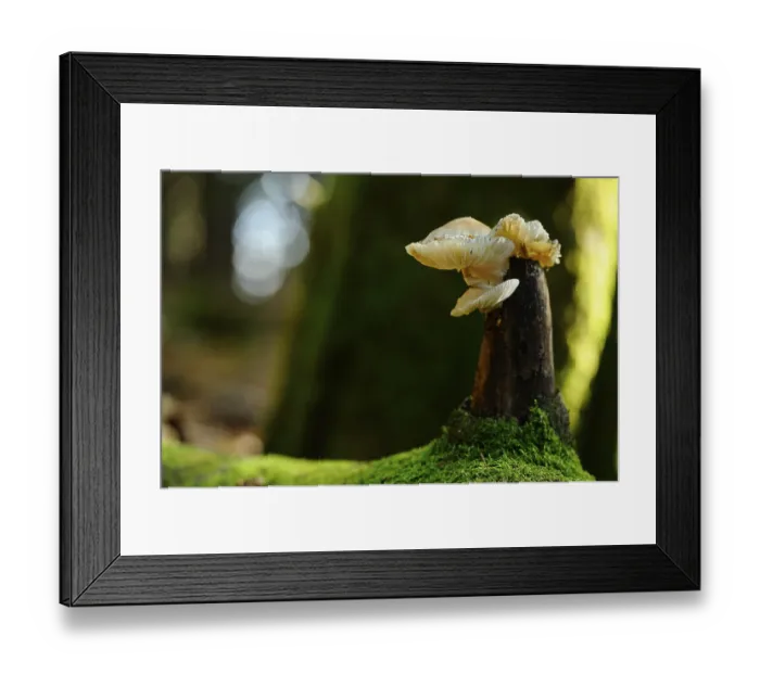 Framed Print : Close-up of mushrooms on a moss-covered tree trunk in the forest with blurred background