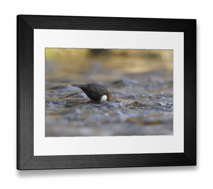 Framed Print : Dipper (Cinclus cinclus), foraging Framed Print : Dipper (Cinclus cinclus), foraging