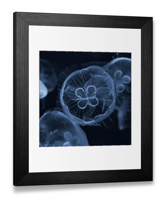 Framed Print : Common jellyfishes (Aurelia aurita) swimming in the water Framed Print : Common jellyfishes (Aurelia aurita) swimming in the water