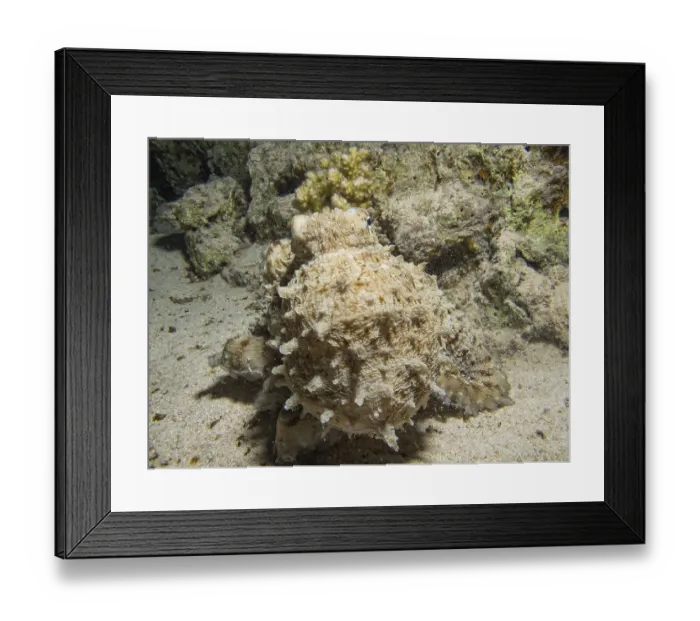 Framed Print : Reef Octopus (Octopus cyaneus)