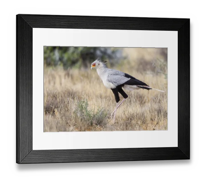 Framed Print : Secretary bird (Sagittarius serpentarius) Framed Print : Secretary bird (Sagittarius serpentarius)
