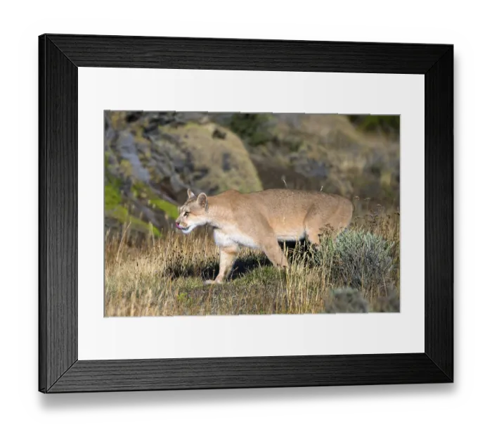 Framed Print : Cougar (Felis concolor patagonica) wbl