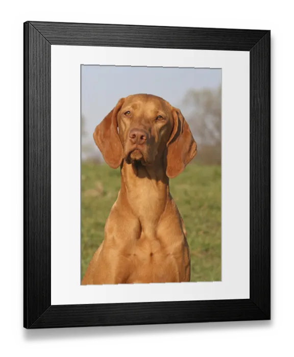 Framed Print : Magyar vizsla, portrait Framed Print : Magyar vizsla, portrait