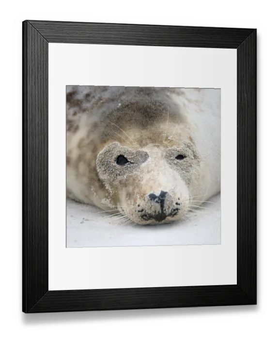 Framed Print : Grey Seal (Halichoerus grypus) Framed Print : Grey Seal (Halichoerus grypus)