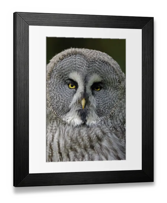 Framed Print : Eurasian Great Grey Owl (Strix nebulosa lapponica) Framed Print : Eurasian Great Grey Owl (Strix nebulosa lapponica)