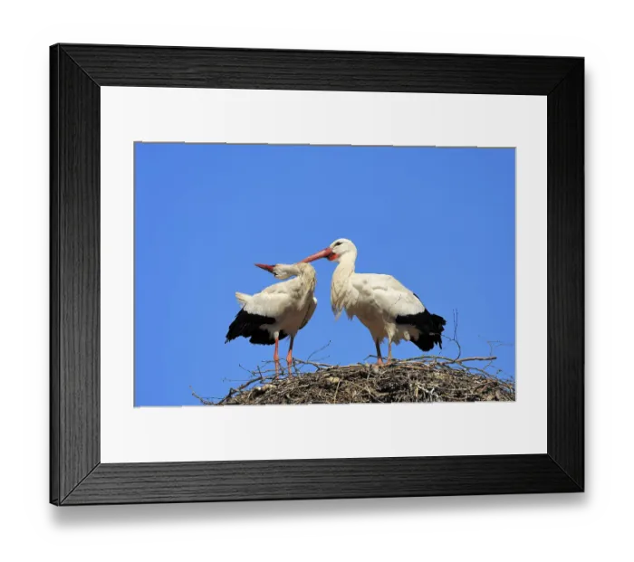Framed Print : White Storks (Ciconia ciconia) Framed Print : White Storks (Ciconia ciconia)
