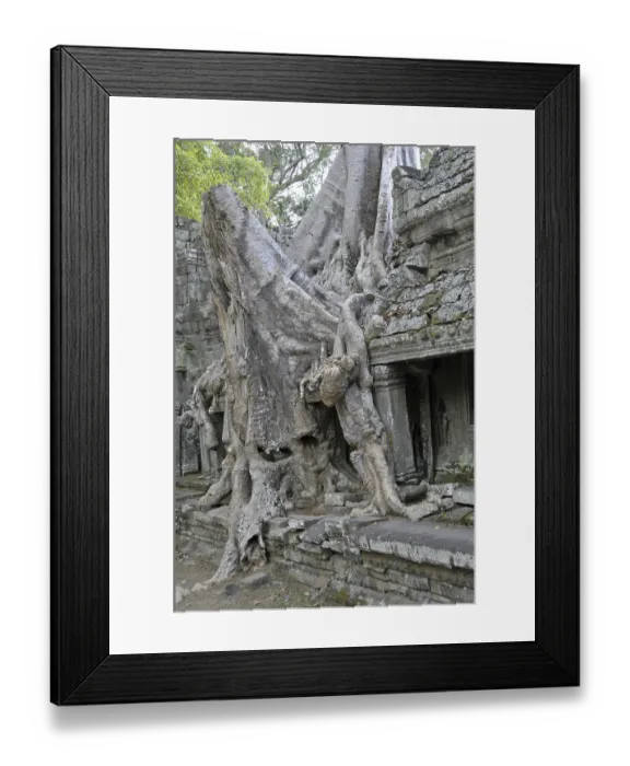 Framed Print : Thitpok or Tetrameles (Tetrameles nudiflora)