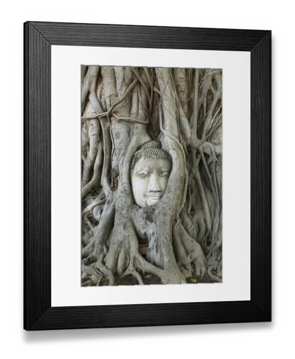 Framed Print : Buddha head looking out from the roots of a poplar fig