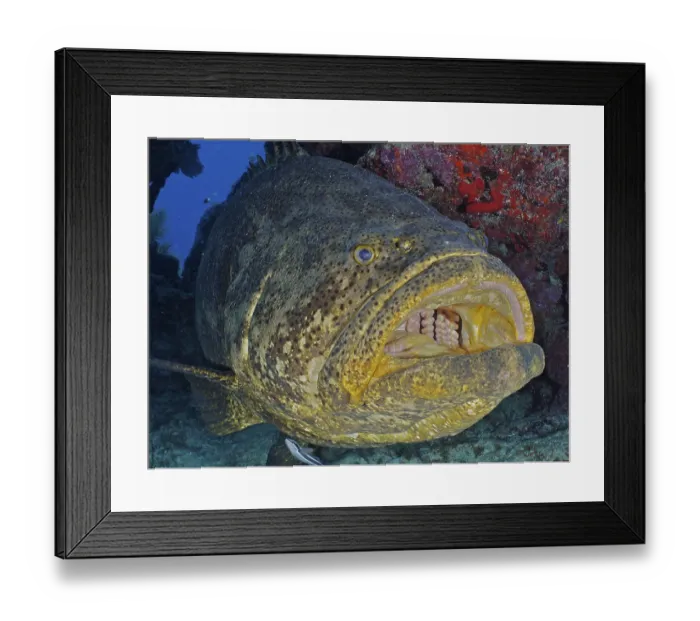 Framed Print : Close-up of atlantic goliath grouper (Epinephelus itajara) with open mouth