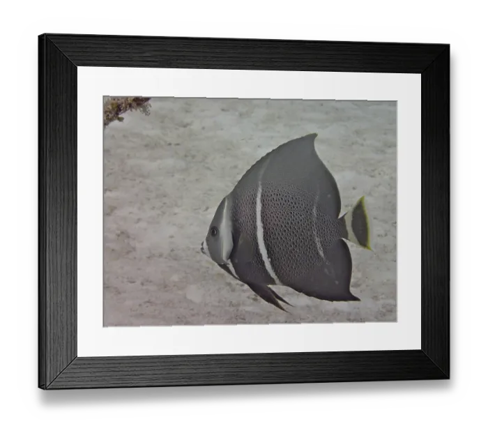 Framed Print : Juvenile gray angelfish (Pomacanthus arcuatus)