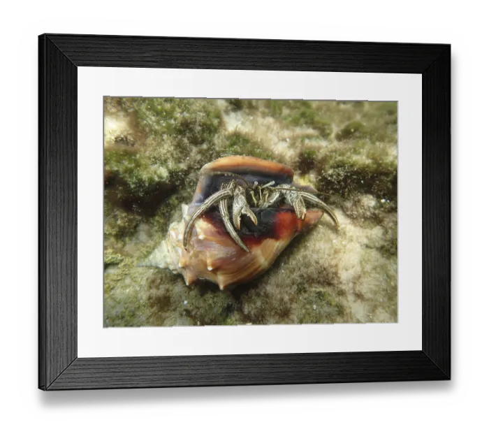 Framed Print : A hermit crab (Pagurus) looks out of its shell Framed Print : A hermit crab (Pagurus) looks out of its shell
