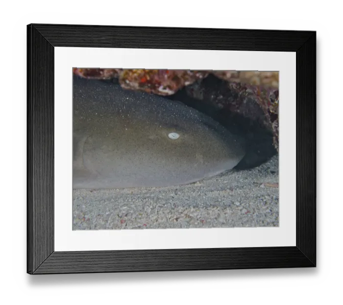 Framed Print : Close-up of Atlantic nurse shark (Ginglymostoma cirratum)