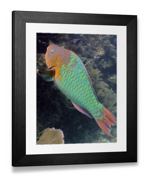 Framed Print : Rainbow parrotfish (Scarus guacamaia) Framed Print : Rainbow parrotfish (Scarus guacamaia)