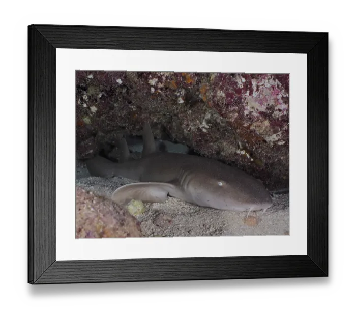 Framed Print : An Atlantic nurse shark (Ginglymostoma cirratum) rests in the sand at night