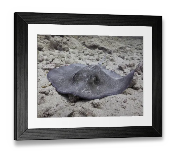 Framed Print : A resting stingray, American stingray (Hypanus americanus)