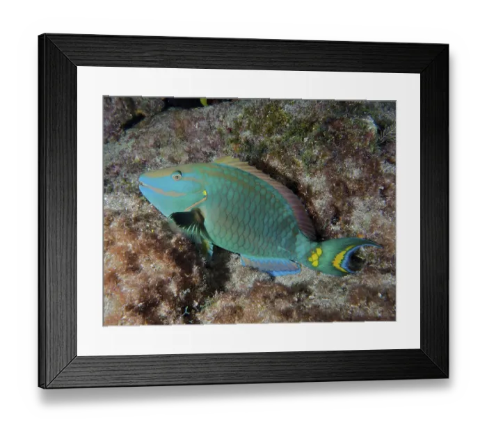 Framed Print : A stoplight parrotfish (Sparisoma viride) rests on the reef at night Framed Print : A stoplight parrotfish (Sparisoma viride) rests on the reef at night