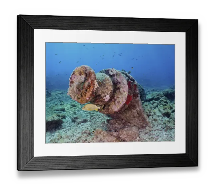 Framed Print : Fish swimming near a winch of an old sunken shipwreck on the seabed