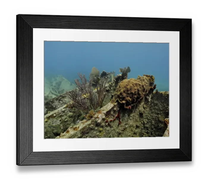 Framed Print : Wreck of the Benwood. Dive site John Pennekamp Coral Reef State Park
