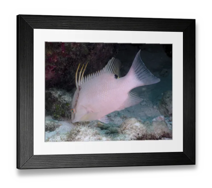 Framed Print : White fish with long dorsal fins