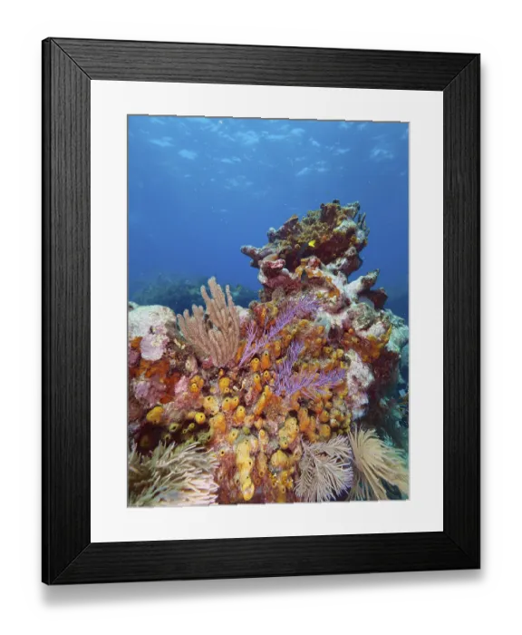 Framed Print : Vibrant coral landscape with diverse marine sponges