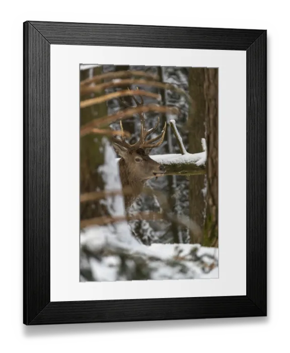 Framed Print : One Red Deer stag standing in a snow covered dense forest in winter Framed Print : One Red Deer stag standing in a snow covered dense forest in winter