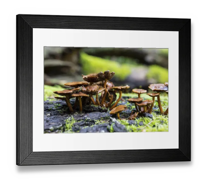 Framed Print : Mushrooms growing on the rotten tree trunks in the forest Framed Print : Mushrooms growing on the rotten tree trunks in the forest